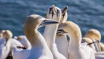 九游sports-VALORANT 青训新人首次登场 表现超出预期，valorant发布