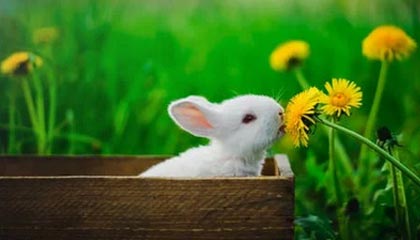 九游娱乐-塞尔维亚女篮在欧洲锦标赛中全力拼搏，享受荣誉时刻，塞尔维亚女篮球